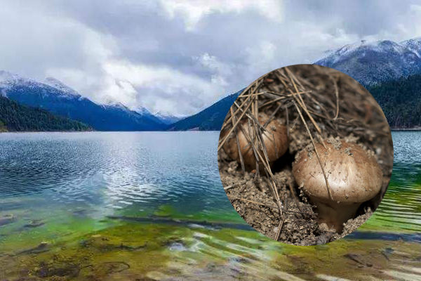 西藏松茸產地-西藏林芝松茸[年產量300噸]